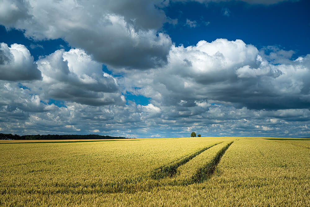 tractor-traces-wheat-field-rural-area-cloudy-sky